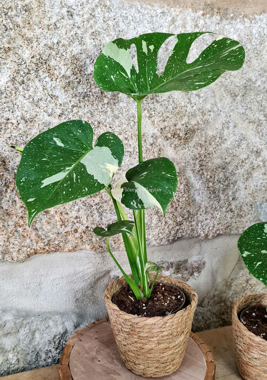 Monstera Thai Constellation - Imagen 3