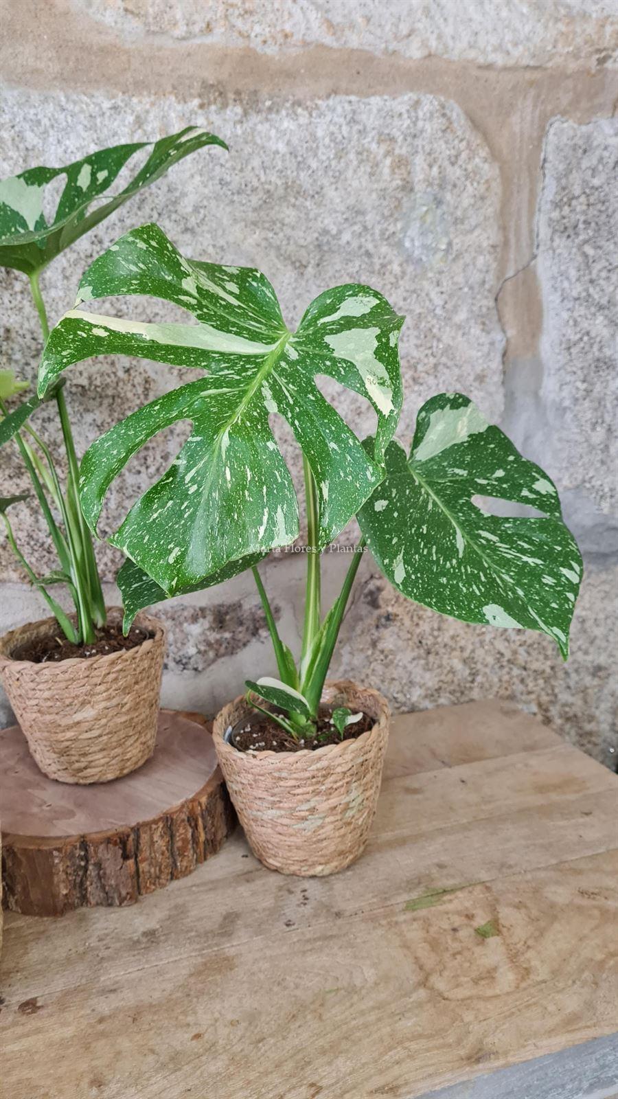 Monstera Thai Constellation - Imagen 4