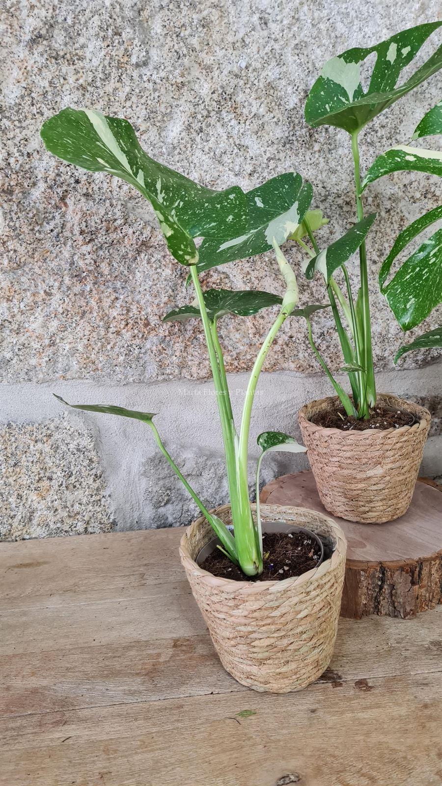 Monstera Thai Constellation - Imagen 5