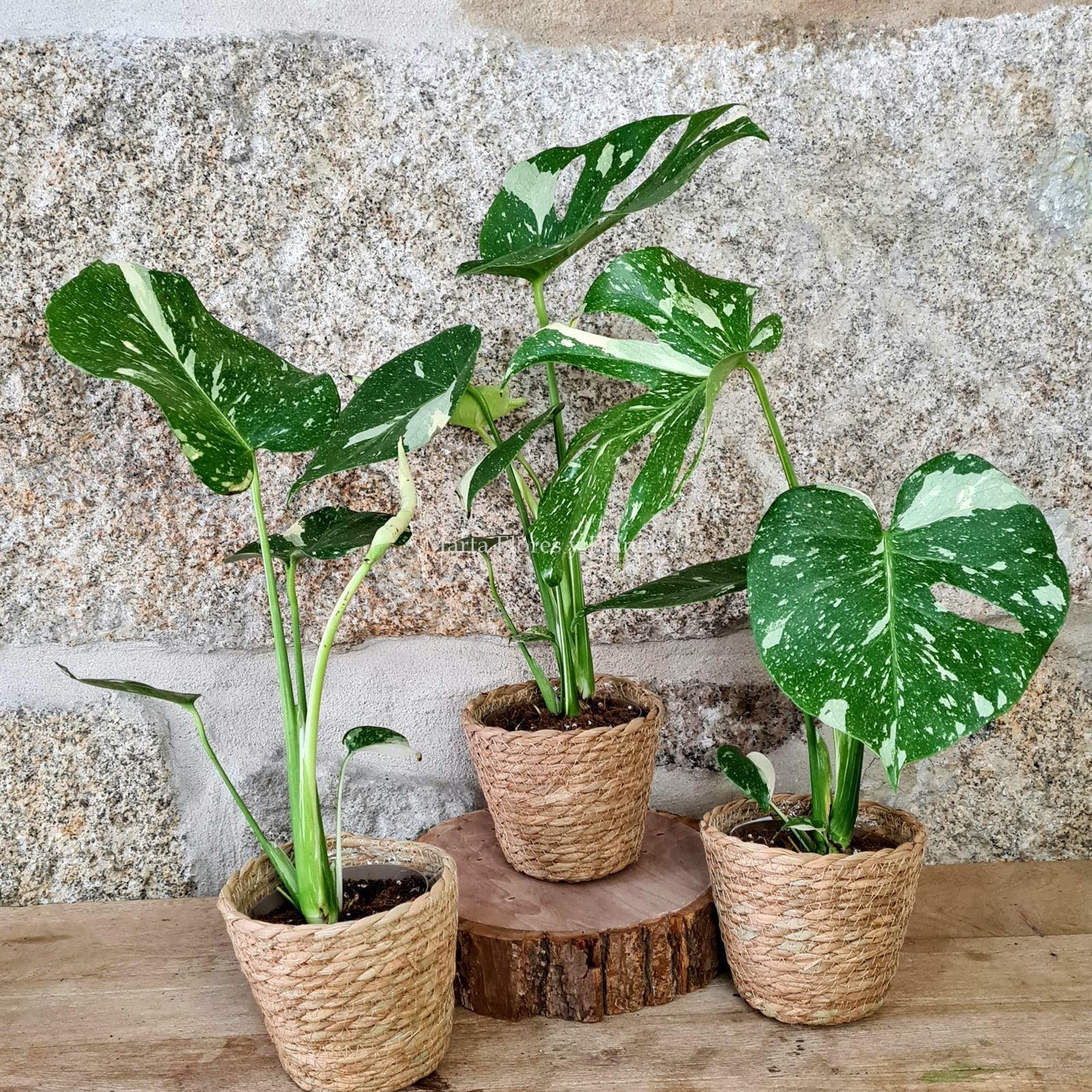 Monstera Thai Constellation - Imagen 6