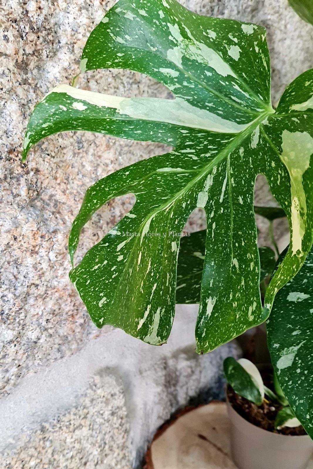 Monstera Thai Constellation - Imagen 7