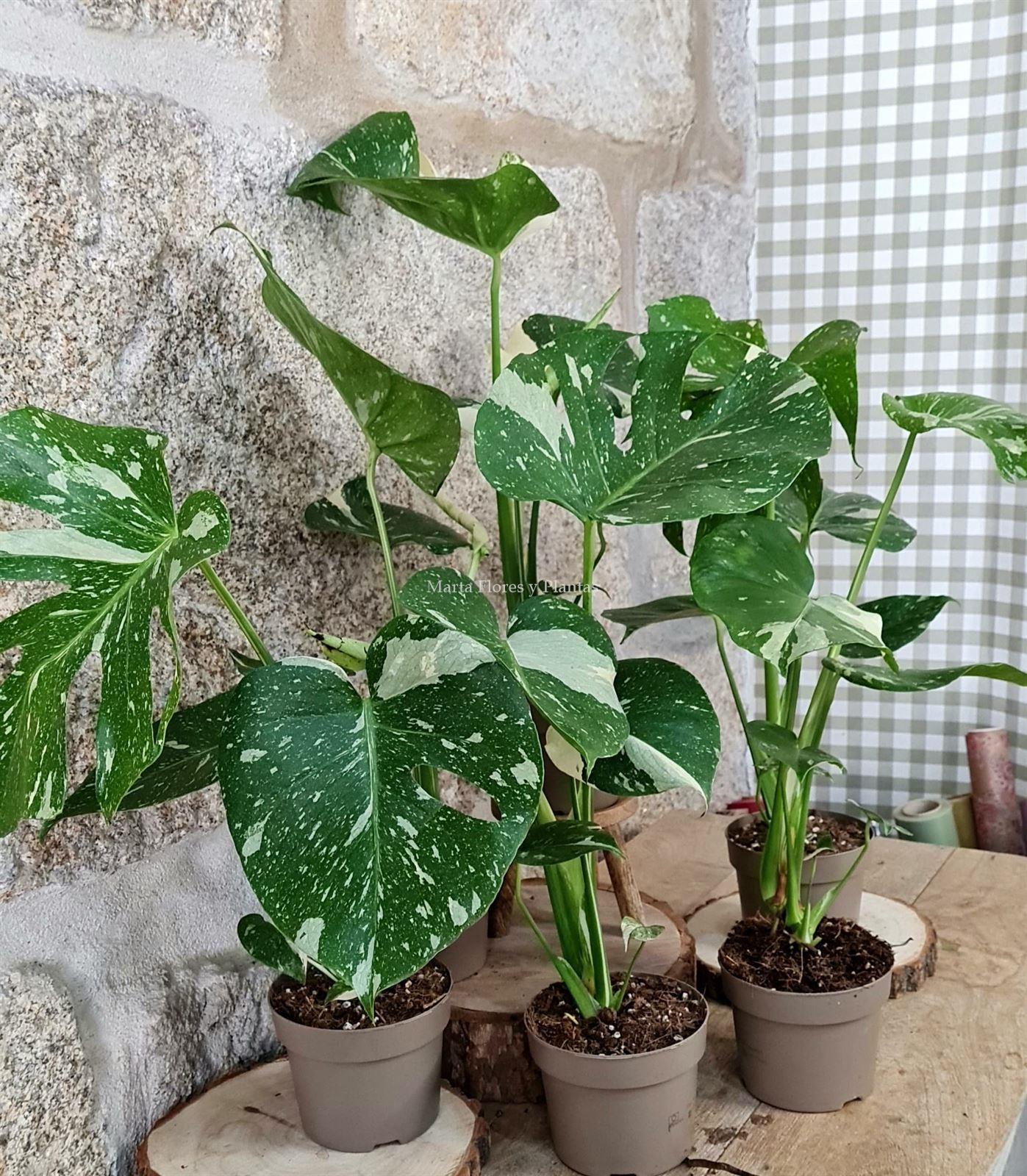 Monstera Thai Constellation - Imagen 8