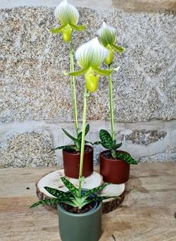 Orquídea Zapatito de Venus - Imagen 1