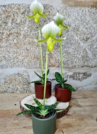 Orquídea Zapatito de Venus - Imagen 1