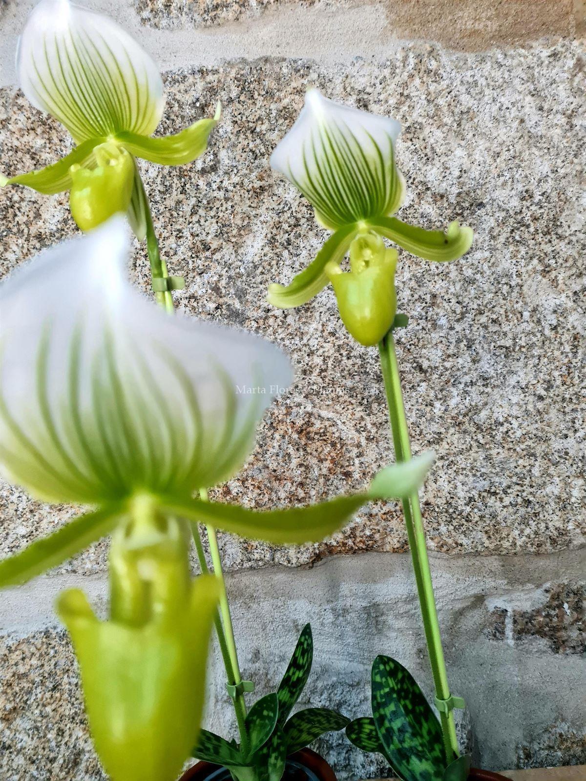 Orquídea Zapatito de Venus - Imagen 2