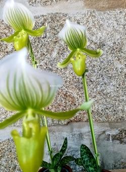 Orquídea Zapatito de Venus - Imagen 2