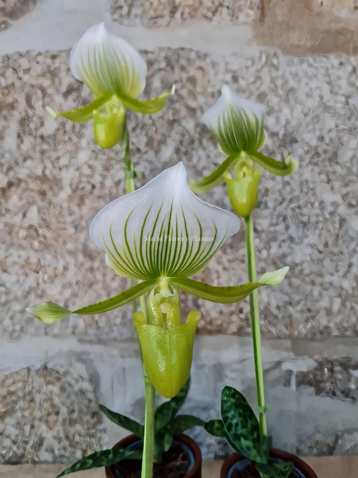 Orquídea Zapatito de Venus - Imagen 3