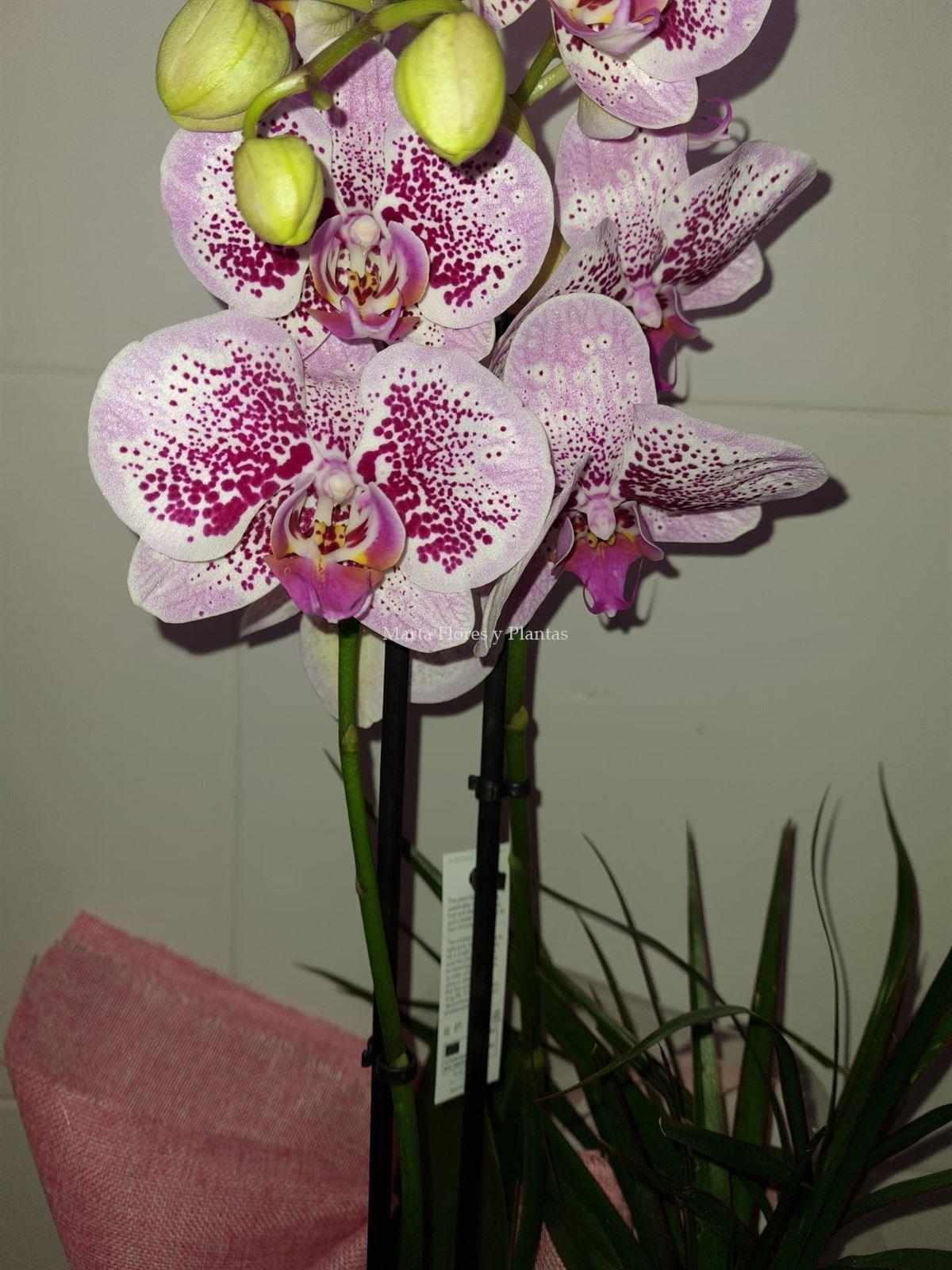 Phalaenopsis 2 - Imagen 1