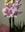 Phalaenopsis 2 - Imagen 1
