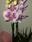 Phalaenopsis 2 - Imagen 1