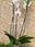 Phalaenopsis 3 - Imagen 1