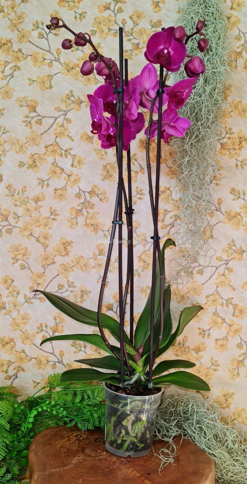 Phalaenopsis 3 - Imagen 2