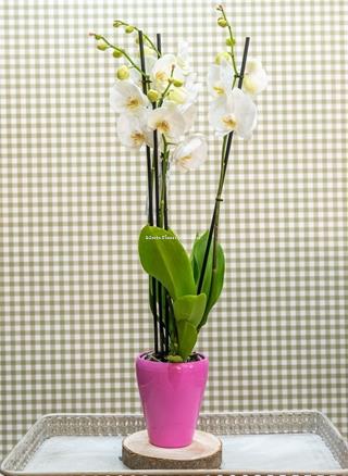 Phalaenopsis 3 - Imagen 1