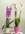 Phalaenopsis 3 - Imagen 2
