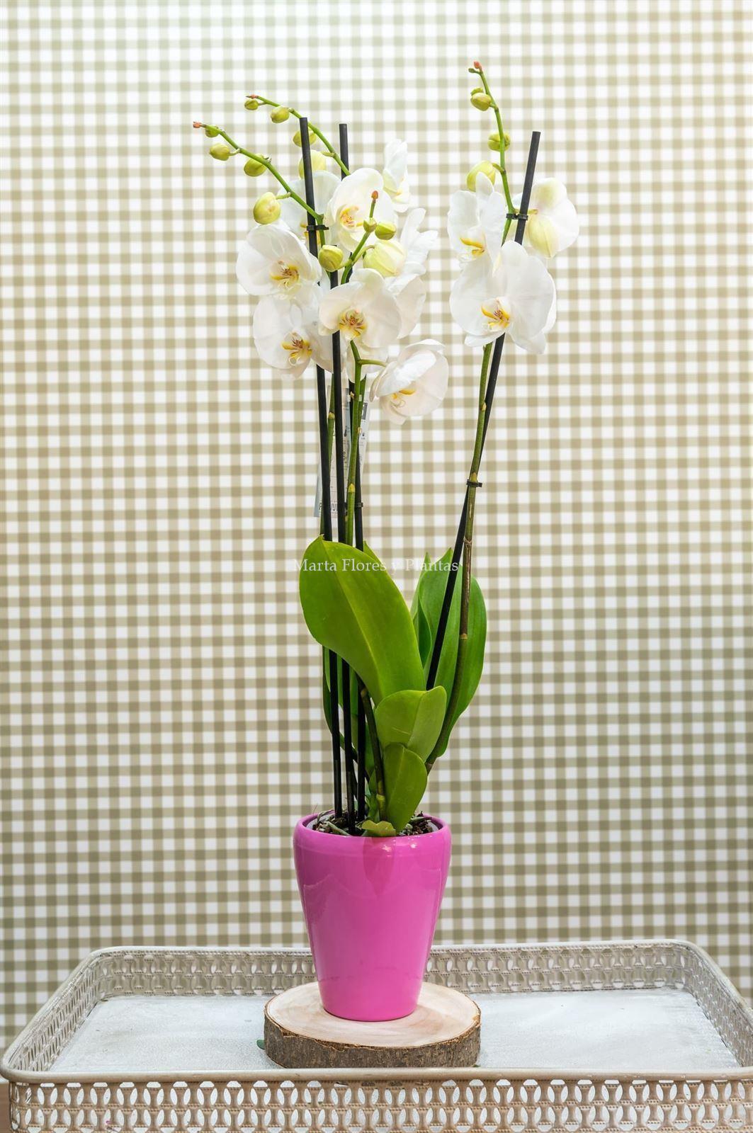 Phalaenopsis 4 - Imagen 1