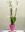 Phalaenopsis 4 - Imagen 1