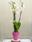 Phalaenopsis 4 - Imagen 1