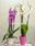 Phalaenopsis 4 - Imagen 2