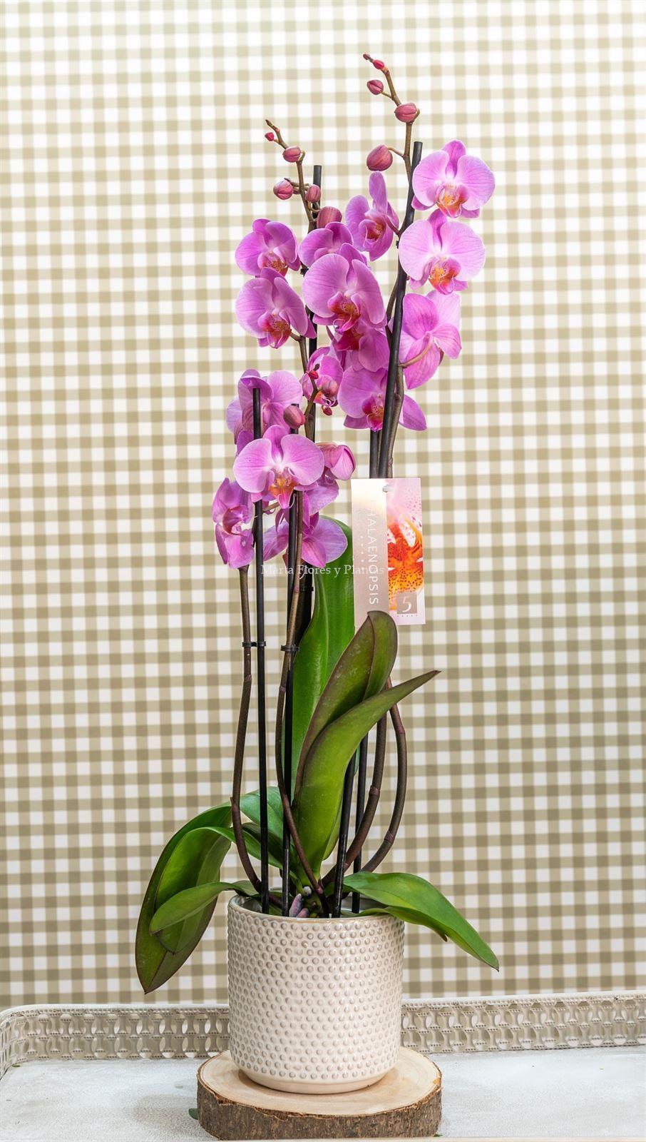 Phalaenopsis 4 - Imagen 3