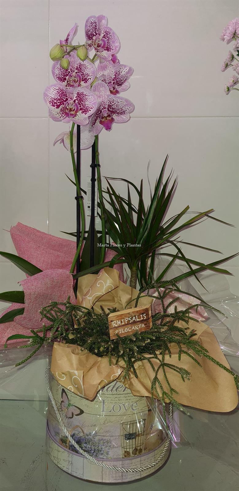 Phalaenopsis caja - Imagen 1