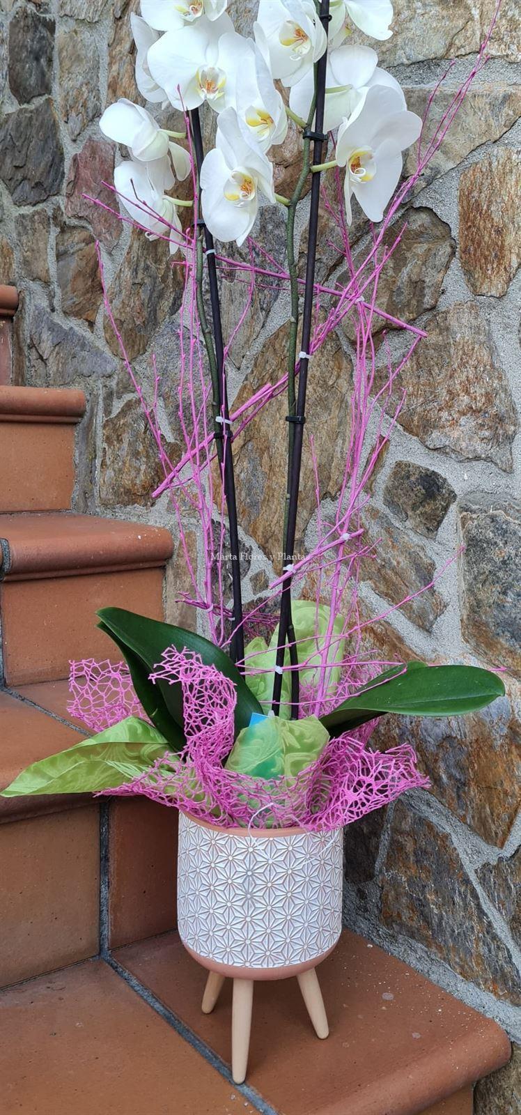 Phalaenopsis con maceta - Imagen 1