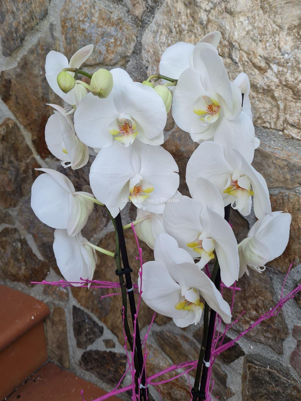 Phalaenopsis con maceta - Imagen 3