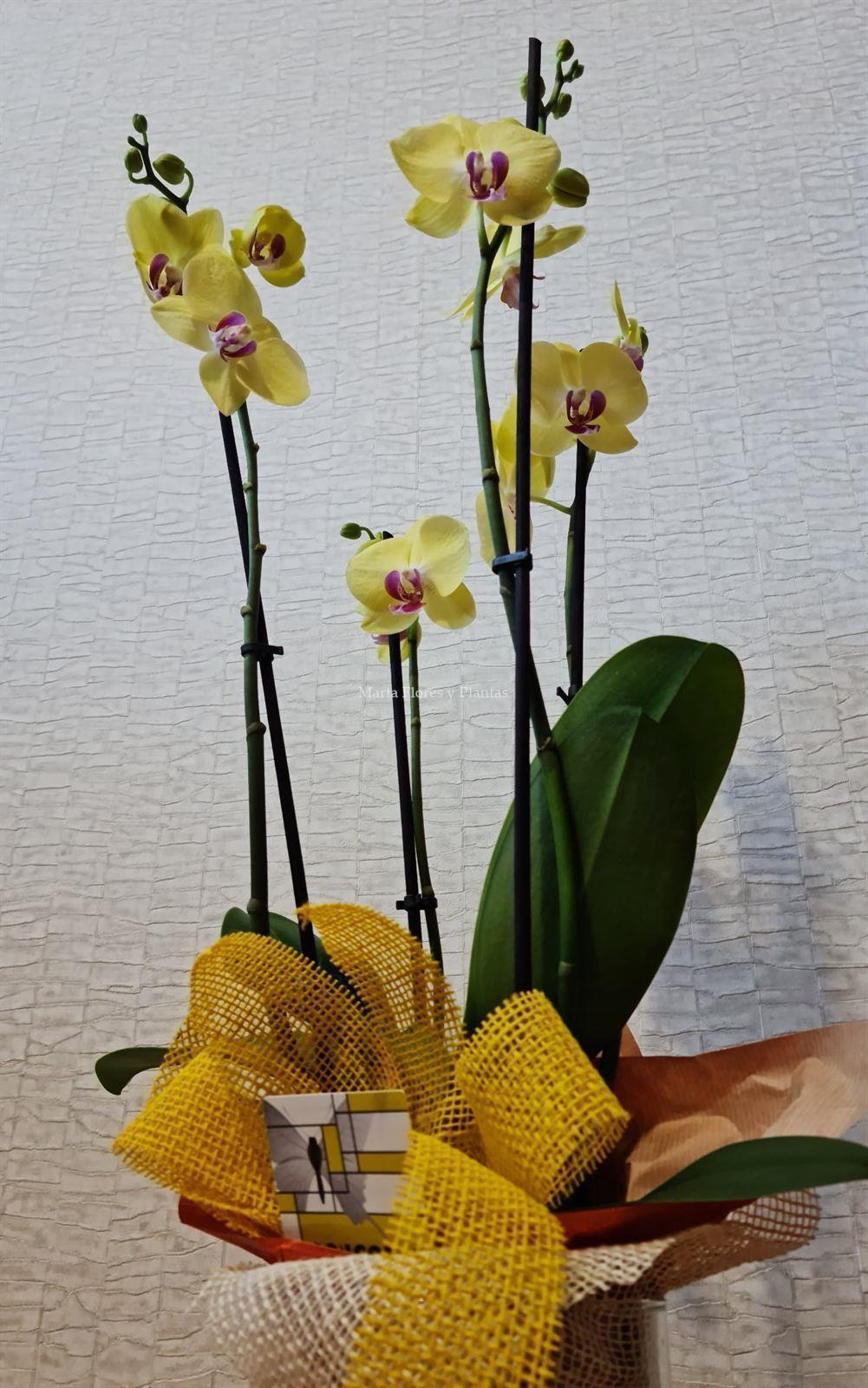 Phalaenopsis cristal extra - Imagen 2