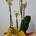 Phalaenopsis cristal extra - Imagen 2