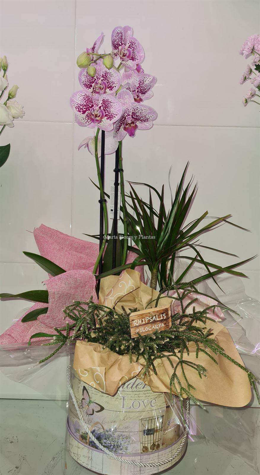 Phalaenopsis en caja - Imagen 4
