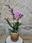 Phalaenopsis mini con maceta - Imagen 1