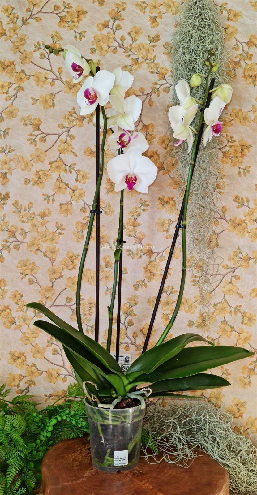 Planta de Phalaenopsis 2 baras - Imagen 1