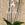 Planta de Phalaenopsis 2 baras - Imagen 1
