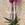 Planta de Phalaenopsis 2 baras - Imagen 2