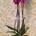 Planta de Phalaenopsis 2 baras - Imagen 2
