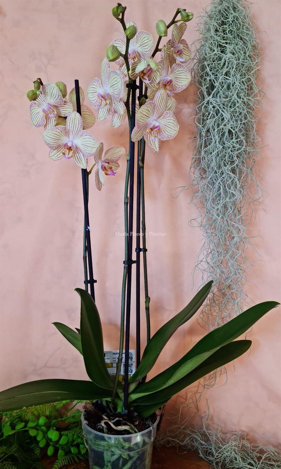 Planta de Phalaenopsis 2 baras - Imagen 3