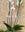 Planta de Phalaenopsis 3 tallos - Imagen 1