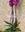 Planta de Phalaenopsis 3 tallos - Imagen 2