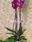 Planta de Phalaenopsis 3 tallos - Imagen 2
