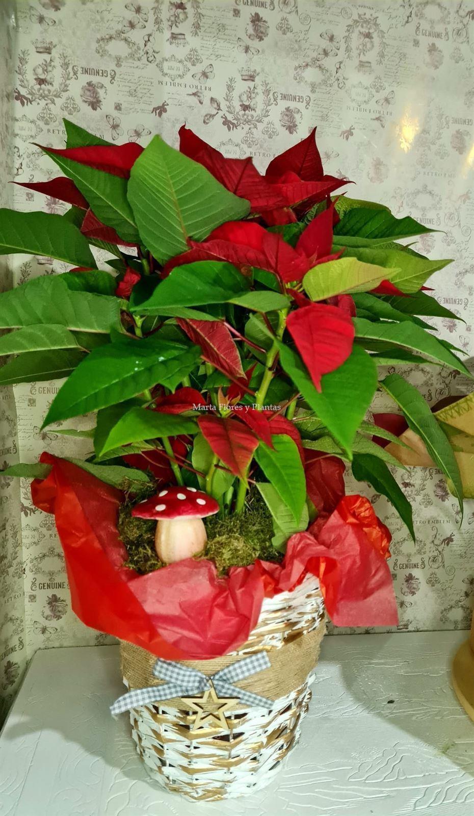 Poinsettia con decoración - Imagen 1