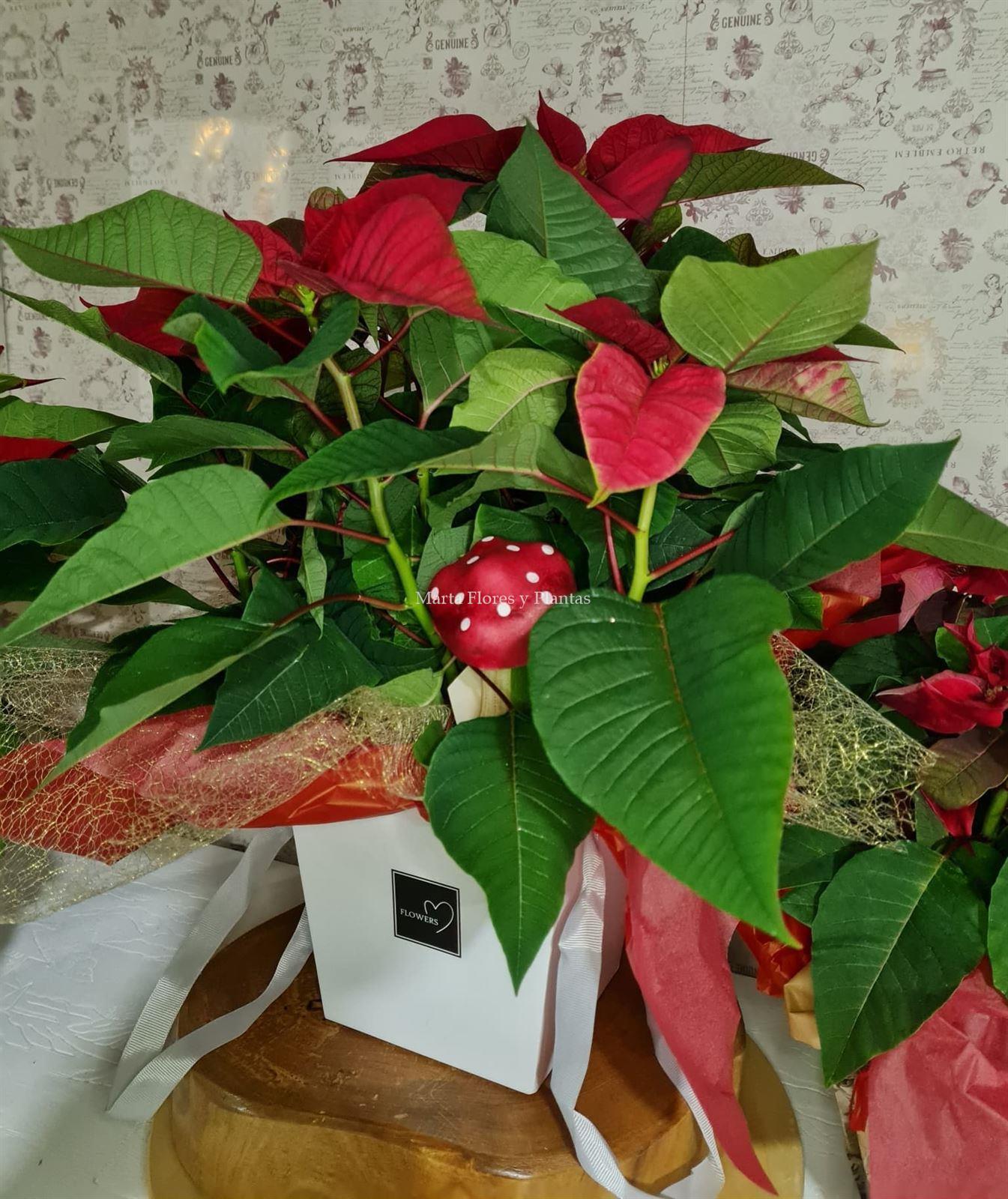 Poinsettia con decoración - Imagen 4