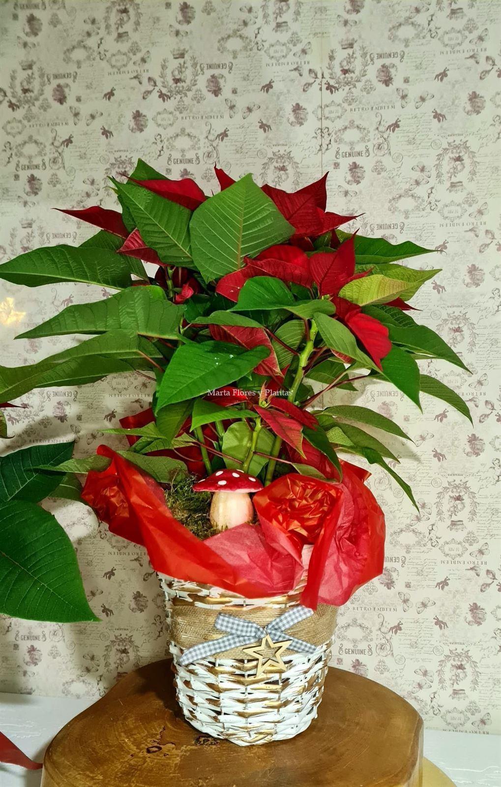 Poinsettia con decoración - Imagen 5