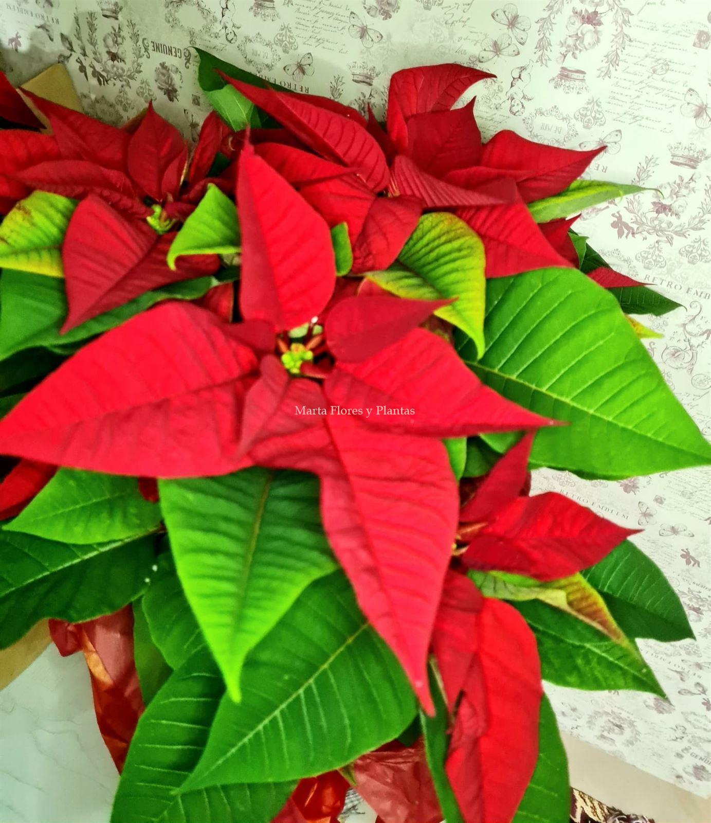 Poinsettia - Imagen 1