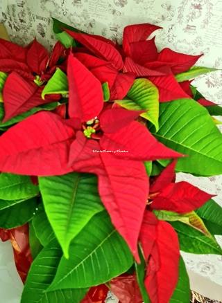 Poinsettia - Imagen 1