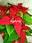 Poinsettia - Imagen 1