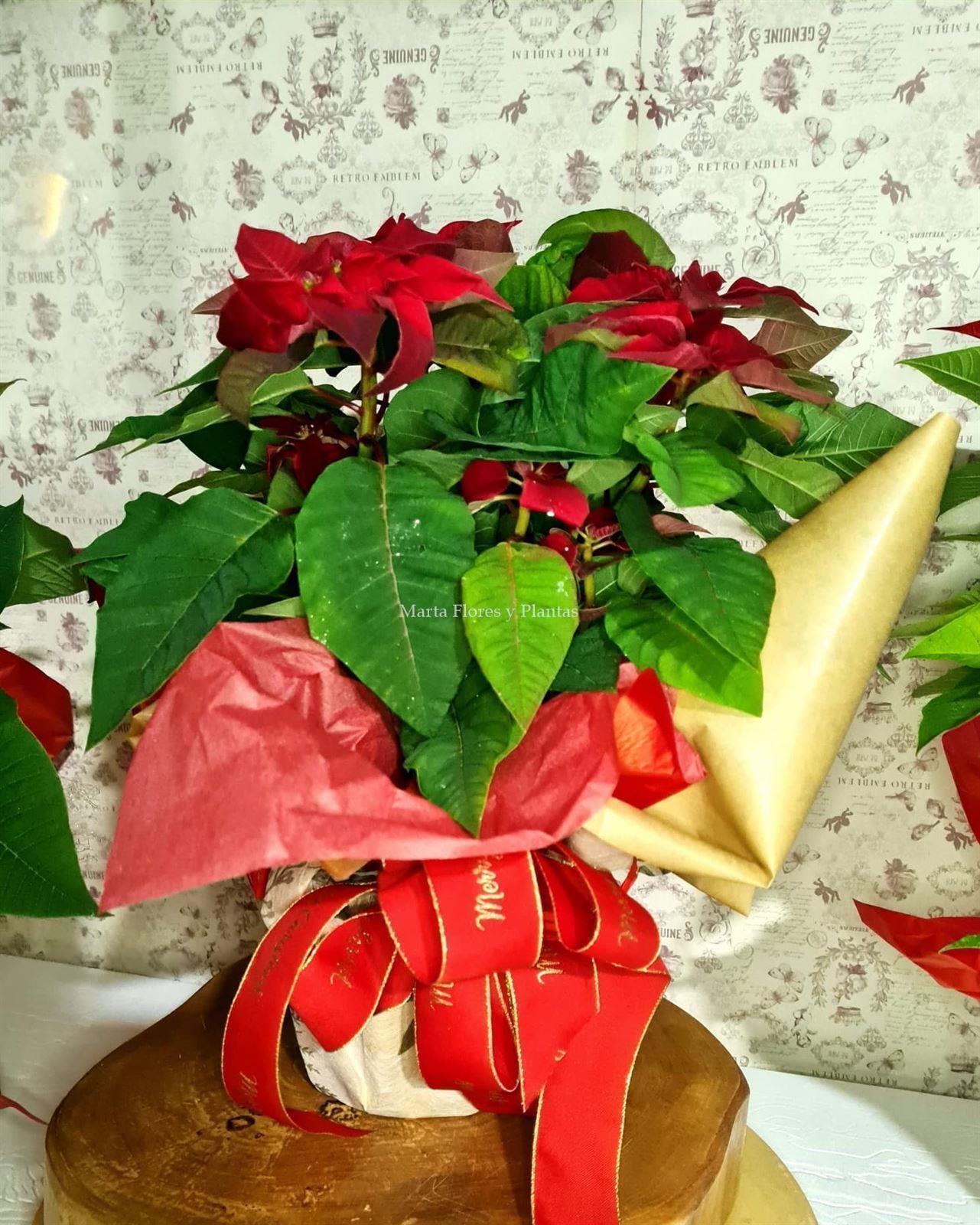 Poinsettia - Imagen 2