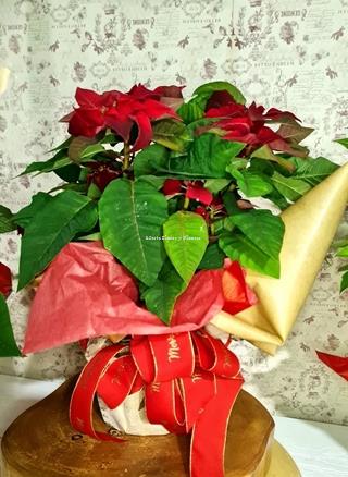 Poinsettia - Imagen 2