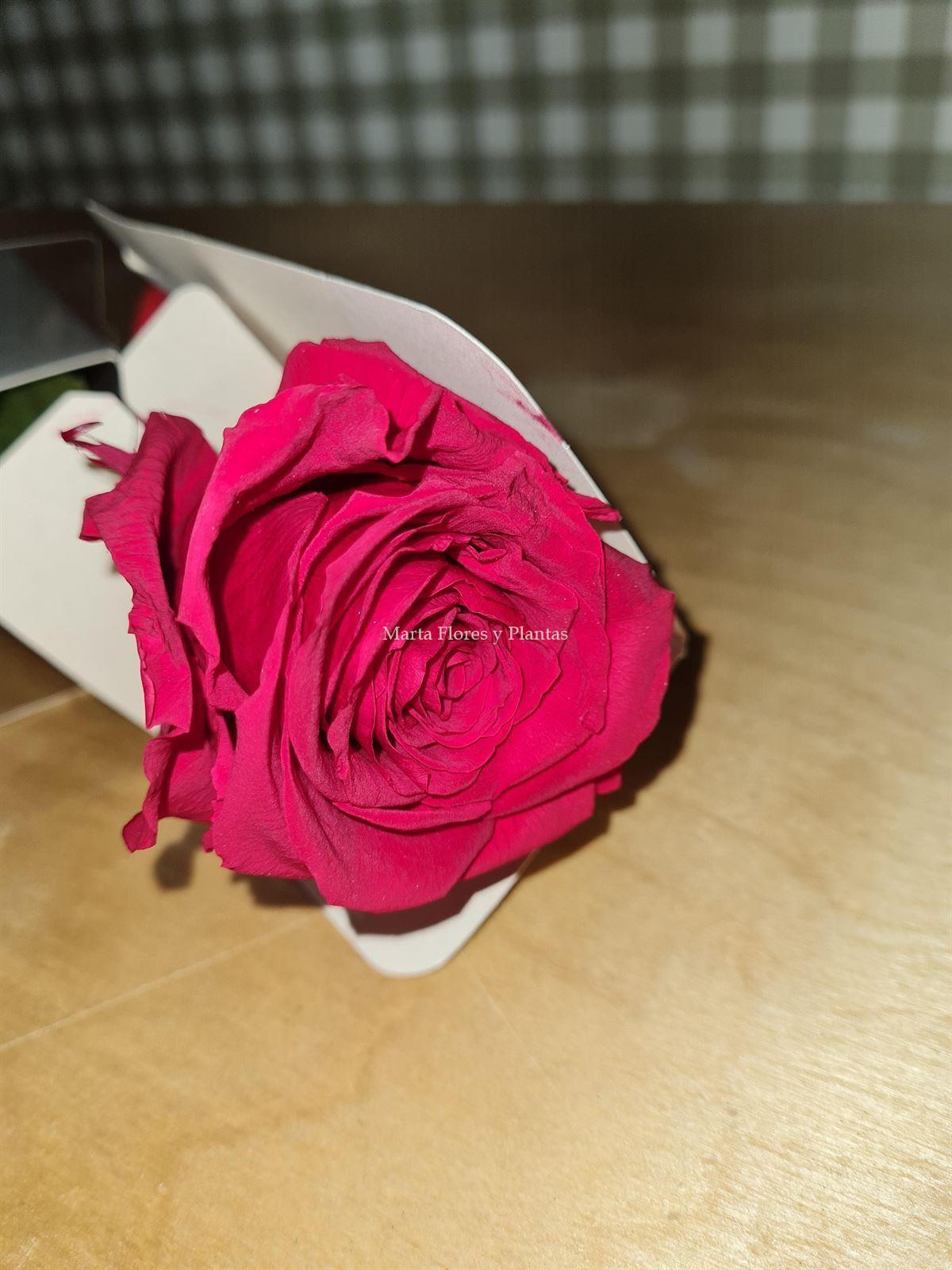 Rosa Eterna colores larga - Imagen 1