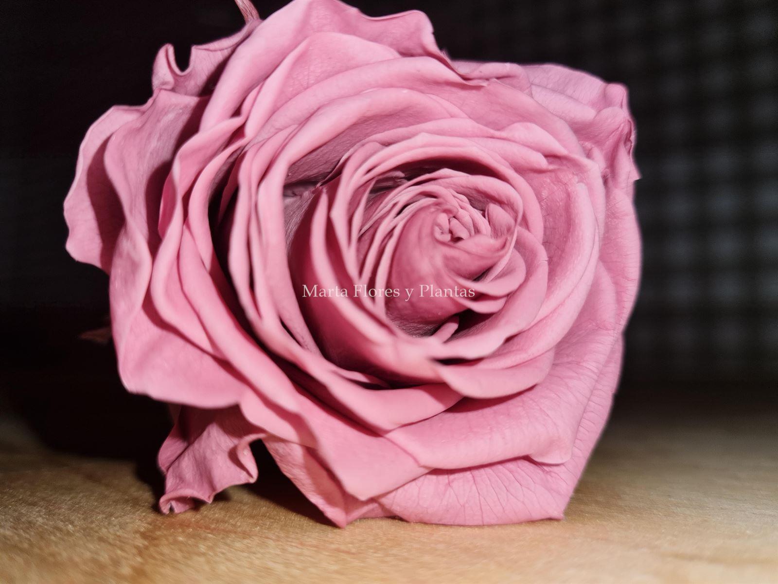 Rosa Eterna colores larga - Imagen 2