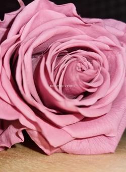 Rosa Eterna colores larga - Imagen 2