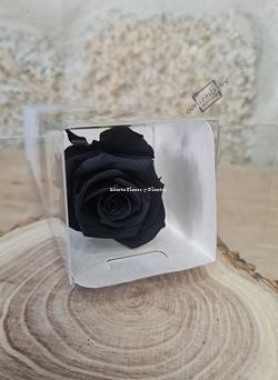Rosa Eterna colores - Imagen 2